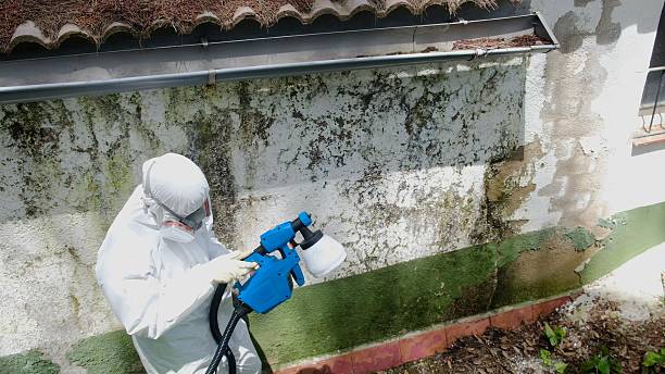 Top rated local Crawl Space Mold Remediation specialists in Mead, WA